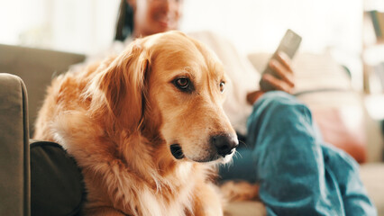 Relax, person and dog on sofa for comfortable, animal adoption and canine companion. Bonding,...