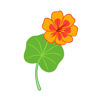 orange flower green leaf isolated clip art preview