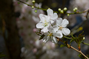 Okame cherry blossom on a tree twig on a sunny spring day close-up