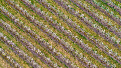 Young Fruit Trees in orchard during April: Fruit Cultivation, Flowering Periods, Frost Resistance,...
