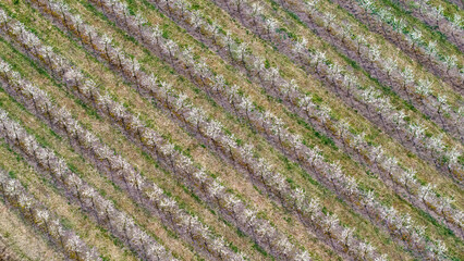 Young Fruit Trees in orchard during April: Fruit Cultivation, Flowering Periods, Frost Resistance,...