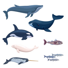 Arctic marine life - mammals and fish. Vector Illustration
