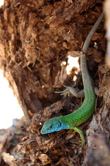 Colorful Lizard in Tree Bark