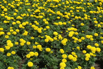 Numerous yellow flowers of Tagetes erecta in July