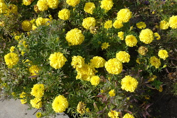 Pastel yellow flowers of Tagetes erecta in October