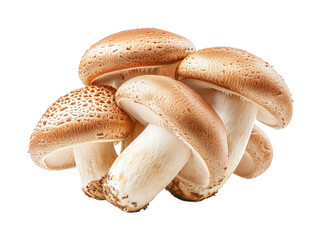 Fototapeta premium Harvesting fresh mushrooms organic farm food natural. Isolated on transparent background, png.