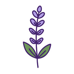 Hand-drawn lavender flower on black background for design