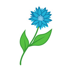 Blue cornflower illustration with green leaves, black background