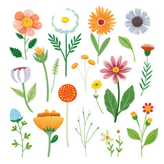 Colorful Flower Collection, Hand-drawn Flowers, Floral Illustration