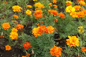 Orange and red flowers of Tagetes patula in July