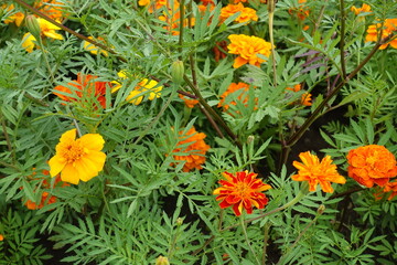 Red, orange and yellow flowers in the leafage of Tagetes patula in July