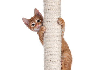 Sweet little red house cat, hanging like a pole dancer in beige scratching pole made of sisal rope....