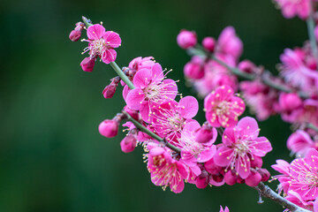 청계천 하동매실거리 홍매화
