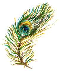 Obraz premium PNG Illustration peacock feather art.