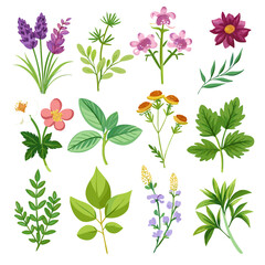 Botanical Illustration Set of Various Flowers and Leaves