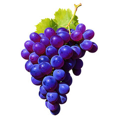 Fototapeta premium Purple grapes cluster with green leaves. Isolated fruit bunch shown on transparent background. Healthy fresh snack. png