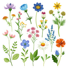 Colorful wildflowers vector illustration on white background design