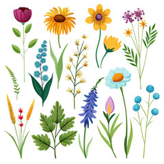 Various Colorful Flowers Vector Illustration Isolated on White © Xihan