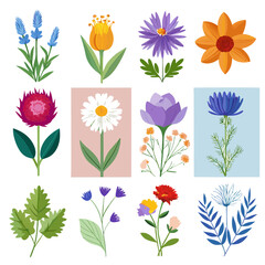 Colorful botanical flower set on white background design