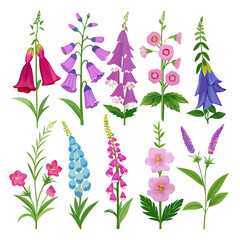 Variety of Colorful Bell-Shaped Flower Illustrations on White Background © Xihan