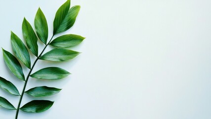 Fototapeta premium A minimal shot of green leaf branch on a white background, clean and fresh.