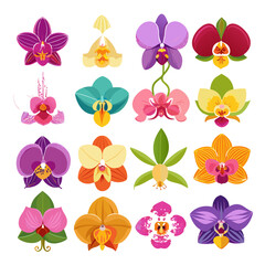 Assorted Orchid Flower Collection: Colorful Botanical Vector Illustration