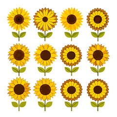 Variety of simple, stylish sunflower vector graphics on white