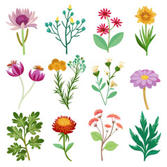 Beautiful Flower Collection, Diverse Variety of Spring Flowers