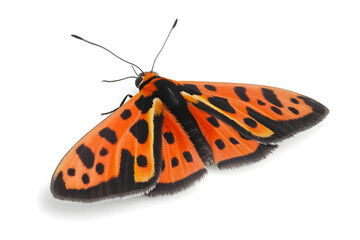 Orange Moth Wings: Nature's Beauty, Close-Up