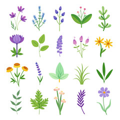 Colorful Flower and Leaf Collection on White Background