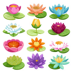 Collection of Vibrant Water Lily Flowers with Green Pads