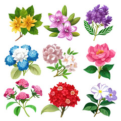 Variety of Colorful Watercolor Flower Illustrations, Isolated on White