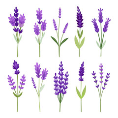 Obraz premium Lavender flower vector illustration set on white background