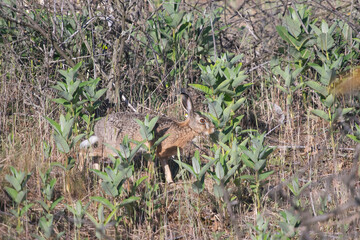 Obraz premium Beautiful wild european hare