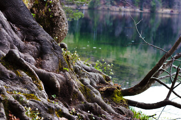 Tree roots meet Hechtsee's calm waters, reflecting nature's beauty