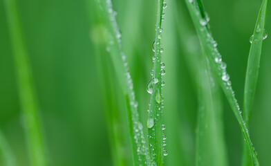 植物・水滴