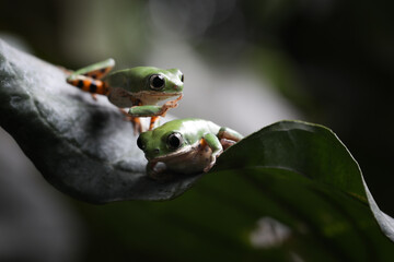 Phyllomedusa hypochondrialis climbing on leaves, Northern orange-legged leaf frog or tiger-legged monkey frog closeup on leaves 