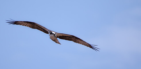 Osprey