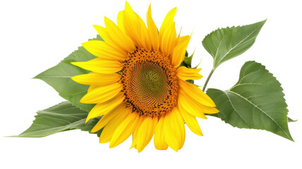 Naklejka premium Vibrant Sunflower in Full Bloom Summer Nature Photography