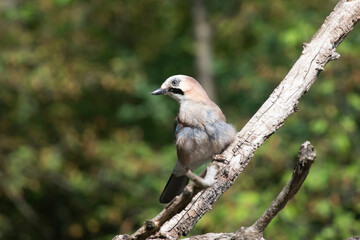 Eurasian Jay (Garrulus glandarius) on a branch in the forest