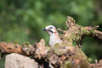 Eurasian Jay (Garrulus glandarius) on a branch in the forest