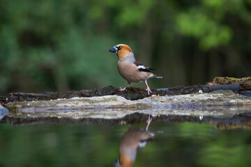 Hawfinch (Coccothraustes coccothraustes)