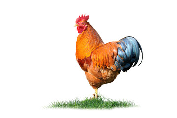 Huhn 6