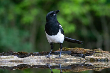 Common magpie (Pica pica)