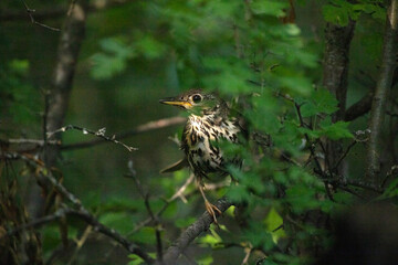 Song thrush (Turdus philomelos)