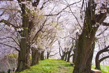 Fototapeta premium 磯沼公園の桜(並木)2025