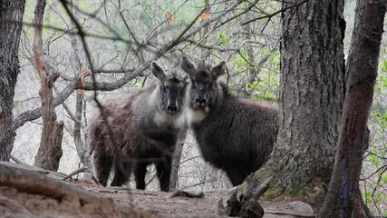 한국,산양,천연기념물,멸종위기야생동물,Korea, Mountain Ocean, Natural Monument, Endangered Wildlife