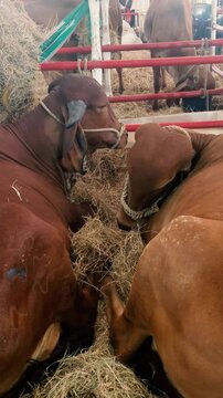 Two red Brahman cows lying on farm stable. Animal interactions