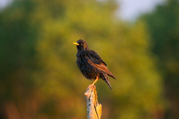 Common starling or European starling