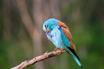 European roller (Coracias garrulus) bird.